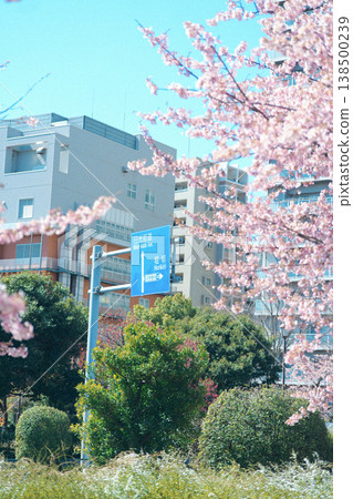 Kawazu cherry blossoms blooming throughout the town Kawazu cherry blossoms blooming throughout the town 138500239