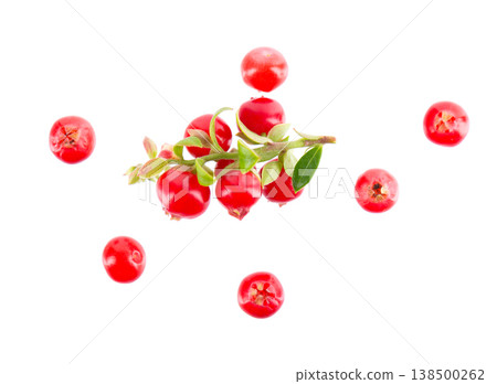 Fresh cowberry berries with leaves, isolated on white background. Ripe cranberry, cowberry, lingonberry. Clipping path. Fresh cowberry berries with leaves, isolated on white background. Ripe cranberry, cowberry, lingonberry. Clipping path. 138500262