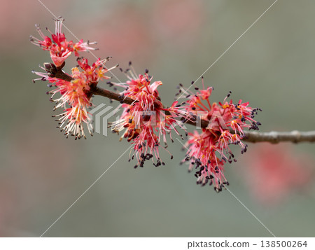 紅銀楓雄花 紅銀楓雄花 138500264