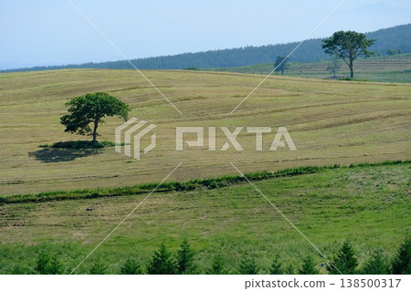 Trees scattered across the vast pastures of Hokkaido 138500317