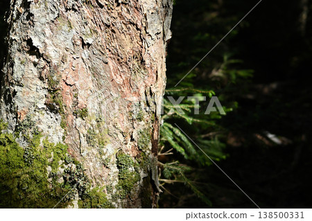 攀登小布希岳（長野縣、山梨縣、埼玉縣） 138500331