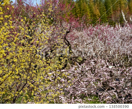 The plum grove at Jindai Botanical Garden is in full bloom. 138500390
