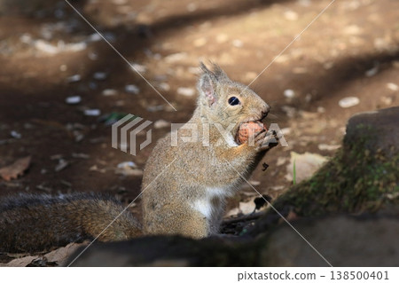 Japanese squirrel biting a walnut held in both hands Japanese squirrel biting a walnut held in both hands 138500401