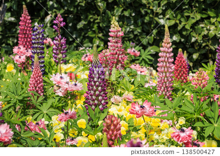 Nabana no Sato: Cherry blossoms and tulips in full bloom 138500427