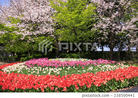 Nabana no Sato: Cherry blossoms and tulips in full bloom Nabana no Sato: Cherry blossoms and tulips in full bloom 138500441
