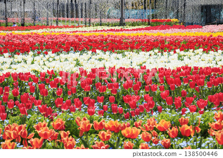 Nabana no Sato: Cherry blossoms and tulips in full bloom Nabana no Sato: Cherry blossoms and tulips in full bloom 138500446