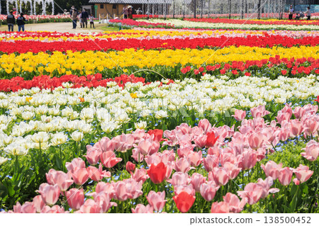 Nabana no Sato: Cherry blossoms and tulips in full bloom Nabana no Sato: Cherry blossoms and tulips in full bloom 138500452