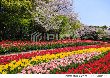 Nabana no Sato: Cherry blossoms and tulips in full bloom 138500456