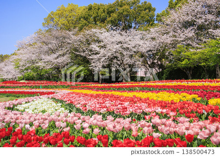 Nabana no Sato: Cherry blossoms and tulips in full bloom Nabana no Sato: Cherry blossoms and tulips in full bloom 138500473
