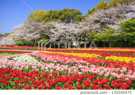 Nabana no Sato: Cherry blossoms and tulips in full bloom Nabana no Sato: Cherry blossoms and tulips in full bloom 138500475