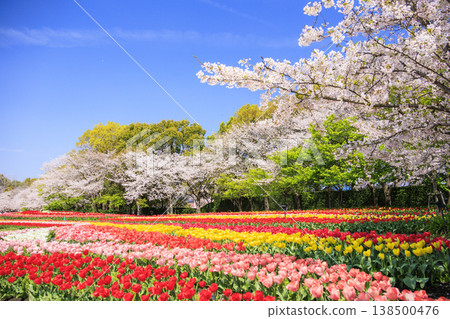 Nabana no Sato: Cherry blossoms and tulips in full bloom Nabana no Sato: Cherry blossoms and tulips in full bloom 138500476