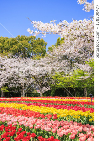 Nabana no Sato: Cherry blossoms and tulips in full bloom Nabana no Sato: Cherry blossoms and tulips in full bloom 138500477