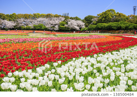 名花之鄉:櫻花與鬱金香盛開。 名花之鄉:櫻花與鬱金香盛開。 138500484