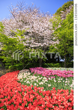 名花之鄉:櫻花與鬱金香盛開。 名花之鄉:櫻花與鬱金香盛開。 138500496
