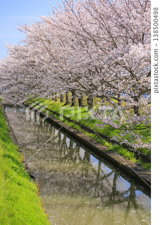 Nabana no Sato: Cherry blossoms and tulips in full bloom 138500498