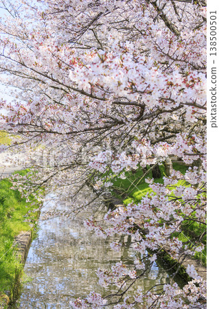 Nabana no Sato: Cherry blossoms and tulips in full bloom Nabana no Sato: Cherry blossoms and tulips in full bloom 138500501