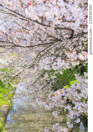 Nabana no Sato: Cherry blossoms and tulips in full bloom Nabana no Sato: Cherry blossoms and tulips in full bloom 138500502