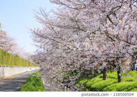 Nabana no Sato: Cherry blossoms and tulips in full bloom Nabana no Sato: Cherry blossoms and tulips in full bloom 138500504