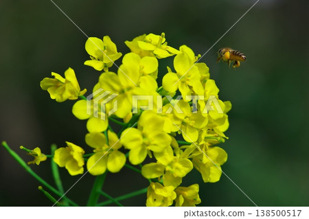 A close-up of rapeseed flowers and bees in Tsu City, Mie Prefecture in spring. A close-up of rapeseed flowers and bees in Tsu City, Mie Prefecture in spring. 138500517