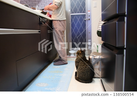cat waiting for food cat waiting for food 138500554