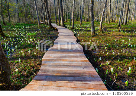 初夏清晨，戶隱森林植物園裡盛開的臭菘以及延伸到其前的木棧道構成了一幅美麗的景象。 138500559