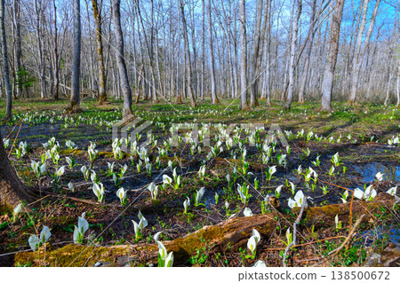 A fantastical scene of skunk cabbage in bloom and moss-covered fallen trees in the Togakushi Forest Botanical Garden on a morning in early summer. A fantastical scene of skunk cabbage in bloom and moss-covered fallen trees in the Togakushi Forest Botanical Garden on a morning in early summer. 138500672