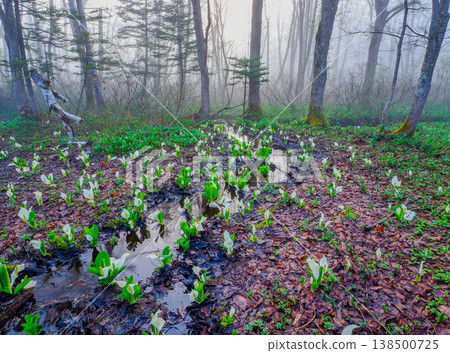 The skunk cabbage groves in full bloom and the fresh greenery of Togakushi Forest Botanical Garden on a morning in early summer. 138500725