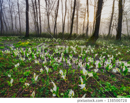 The skunk cabbage groves in full bloom and the fresh greenery of Togakushi Forest Botanical Garden on a morning in early summer. 138500728