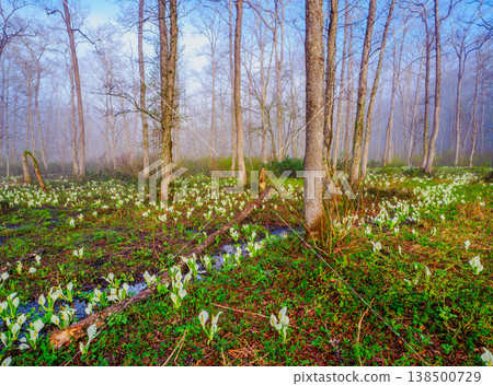 The skunk cabbage groves in full bloom and the fresh greenery of Togakushi Forest Botanical Garden on a morning in early summer. 138500729