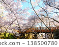 The world's best cherry blossoms at Takato Castle Ruins Park 138500780