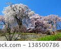 Cherry blossoms of Katsuma Yakushido 138500786