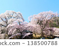 Cherry blossoms of Katsuma Yakushido 138500788
