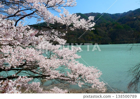 Takato Dam and cherry blossoms Takato Dam and cherry blossoms 138500789