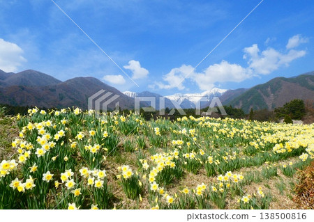 水仙和中央阿爾卑斯山 水仙和中央阿爾卑斯山 138500816