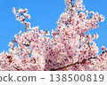 Takato Kohigan cherry blossoms at Takato Castle Ruins Park 138500819