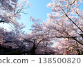 Cherry blossoms in Takato Castle Ruins Park 138500820