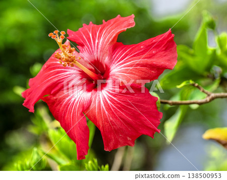 Hibiscus (Iriomote Island, Okinawa Prefecture) Hibiscus (Iriomote Island, Okinawa Prefecture) 138500953