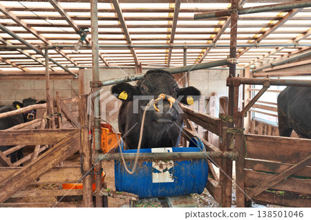 Cow sticking out tongue Cow sticking out tongue 138501046