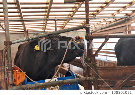Cow sticking out tongue 138501051