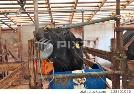 Cow sticking out tongue Cow sticking out tongue 138501056