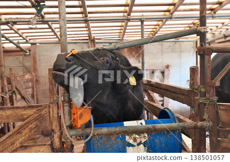 Cow sticking out tongue Cow sticking out tongue 138501057