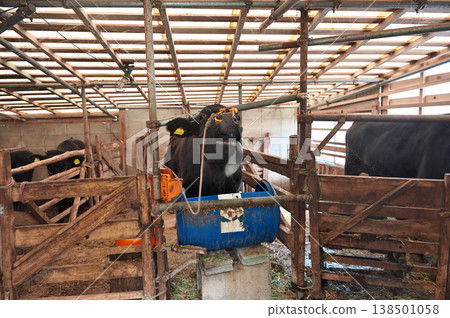 Cow sticking out tongue 138501058