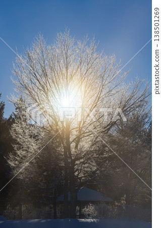 Trees covered in frost and the rising sun: A fantastical winter landscape. 138501269