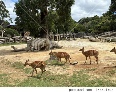 The lives of nyalas and rhinos The lives of nyalas and rhinos 138501302