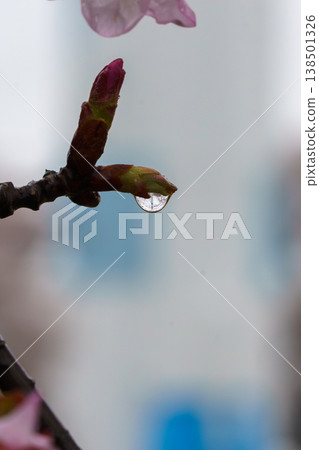 雨水浸濕的櫻花花苞 雨水浸濕的櫻花花苞 138501326