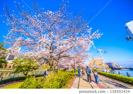 Yokohama, Japan: Urban landscape improvement...boardwalk renovation work. The bustling Kishamichi (railway track) and ropeway...towards a new era, with cherry blossoms in full bloom. 138501434