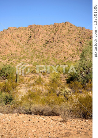 Old Saguaro Cactus Sonora desert Arizona 138501506