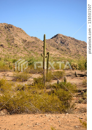 Old Saguaro Cactus Sonora desert Arizona 138501507