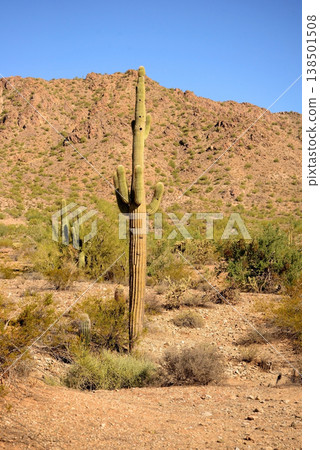 Old Saguaro Cactus Sonora desert Arizona 138501508