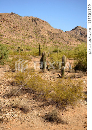 Old Saguaro Cactus Sonora desert Arizona 138501509